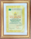 Trà Du lịch Yên Bái - Hoàng trà shan tuyết cổ thụ 50g