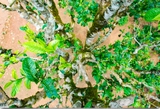 Trà Shan Tuyết Tủa Chùa