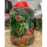 Rượu Cây Tam Thất Tươi 15L / Bình