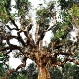 Bánh Trà Shan Cổ Thụ Tây Côn Lĩnh