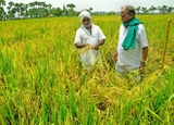 Gạo Ấn Độ Basmati (túi 5kg)