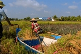 Gạo ST25 xá (bao hồng)