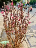 Cành đào tươi chưng Tết – Hoa hồng phấn, dáng đẹp, không khí Tết trọn vẹn