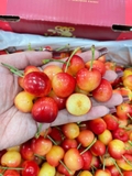 Cherry Vàng Koala Úc – Ngọt Thanh, Giòn Mọng, Chuẩn Cao Cấp