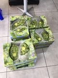 Nho Mẫu Đơn Hàn Quốc (Shine Muscat) – Cao Cấp, Không Hạt, Thơm Đậm Vị