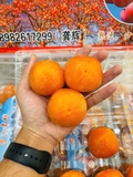 Hồng Thạch Trân Châu
