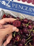 Cherry New Zealand Penguin (Thùng 2kg) – Trái to đều, giòn ngọt đậm vị, cao cấp làm quà biếu