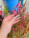 Cành đào tươi chưng Tết – Hoa hồng phấn, dáng đẹp, không khí Tết trọn vẹn