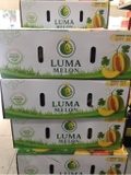 Dưa Lưới Luma Cao Cấp – Thơm Ngọt Tự Nhiên, Trái Đẹp Chuẩn Quà Biếu | Like Fruit