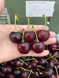 Cherry úc S28+