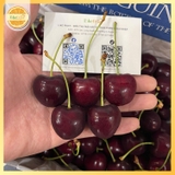 Cherry New Zealand Penguin (Thùng 2kg) – Trái to đều, giòn ngọt đậm vị, cao cấp làm quà biếu