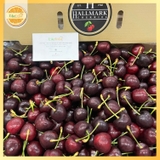 Cherry Đỏ úc Hallmarr S28+ trái to, đỏ đẹp, ngọt sâu