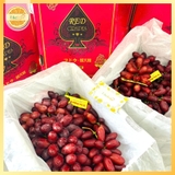 NHO ĐỎ NỮ HOÀNG NINA