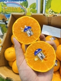 QUÝT ÚC CITRUS