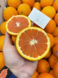 Cam Cara Ruột Đỏ