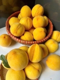 Đào vàng KK