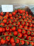 Cà chua cherry đỏ - cà chua chuỗi ngọc