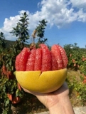 Bưởi đỏ Phúc Kiến