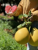Bưởi đỏ Phúc Kiến