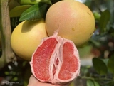 Bưởi đỏ Phúc Kiến