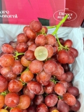 NHO ĐỎ NỮ HOÀNG NINA