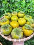 Hồng giòn đà lạt
