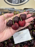 Cherry Đỏ úc Hallmarr S28+ trái to, đỏ đẹp, ngọt sâu