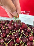 Cherry đỏ úc Hill Regina 26-28 – Trái Tươi Giòn Mọng, Ngọt Sâu Chuẩn Chất Lượng Cao Cấp
