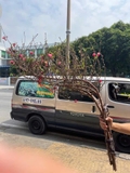Cây Đào Tươi Trưng Tết – Mang Lộc Xuân, Đón May Mắn Cả Năm | Likefruit