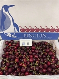 Cherry New Zealand Penguin size 26–28 (thùng 5kg) – Trái to đều, ngọt đậm, giòn mọng cao cấp