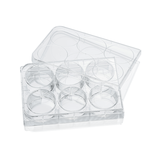 6-well cell culture plate, poly-D-lysine coated surface