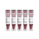 2X Taq plus Master Mix (with red dye)