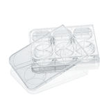 6-well cell culture plate, poly-D-lysine coated surface
