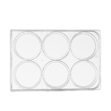 6-well cell culture plate, poly-D-lysine coated surface