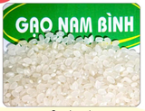 Gạo Nhật - Gạo Japonica