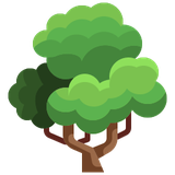 Cây sân vườn - sinh thái