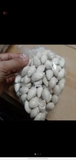 Bạch Quả Tươi Nguyên Vỏ - Túi 500Gr