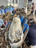 Hàu nguyên vỏ 3-6 con kg