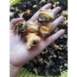 Ruột Ốc Bưu Làm Sạch - Hộp 1Kg