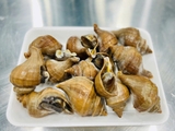 Ốc Xoắn Nhật size 15-20 con bịch 1kg