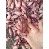 Mực Hấp Thuyền Nghệ An - Khay 1kg