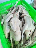 Vịt tươi con 1,1kg đên 1,5kg