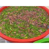 Mắm mực nguyên chất hủ - Hủ 500gr