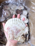 Sò Điệp Nhật Nguyên Con - Túi 1Kg