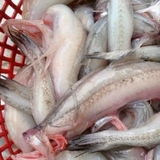 CÁ KHOAI khay 1kg tươi ngon