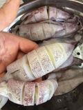 Mực Trứng- Khay 1Kg