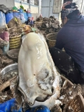 Hàu nguyên vỏ 3-6 con kg