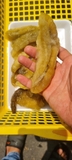 Hải Sâm Sịn Gai Vàng con To khay 500g