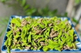Rau Tiến Vua sấy khô 500g