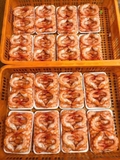 Tôm hấp nõn khay 500g hàng net 7